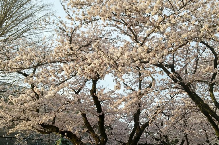 桜ももう終わりですね🌸